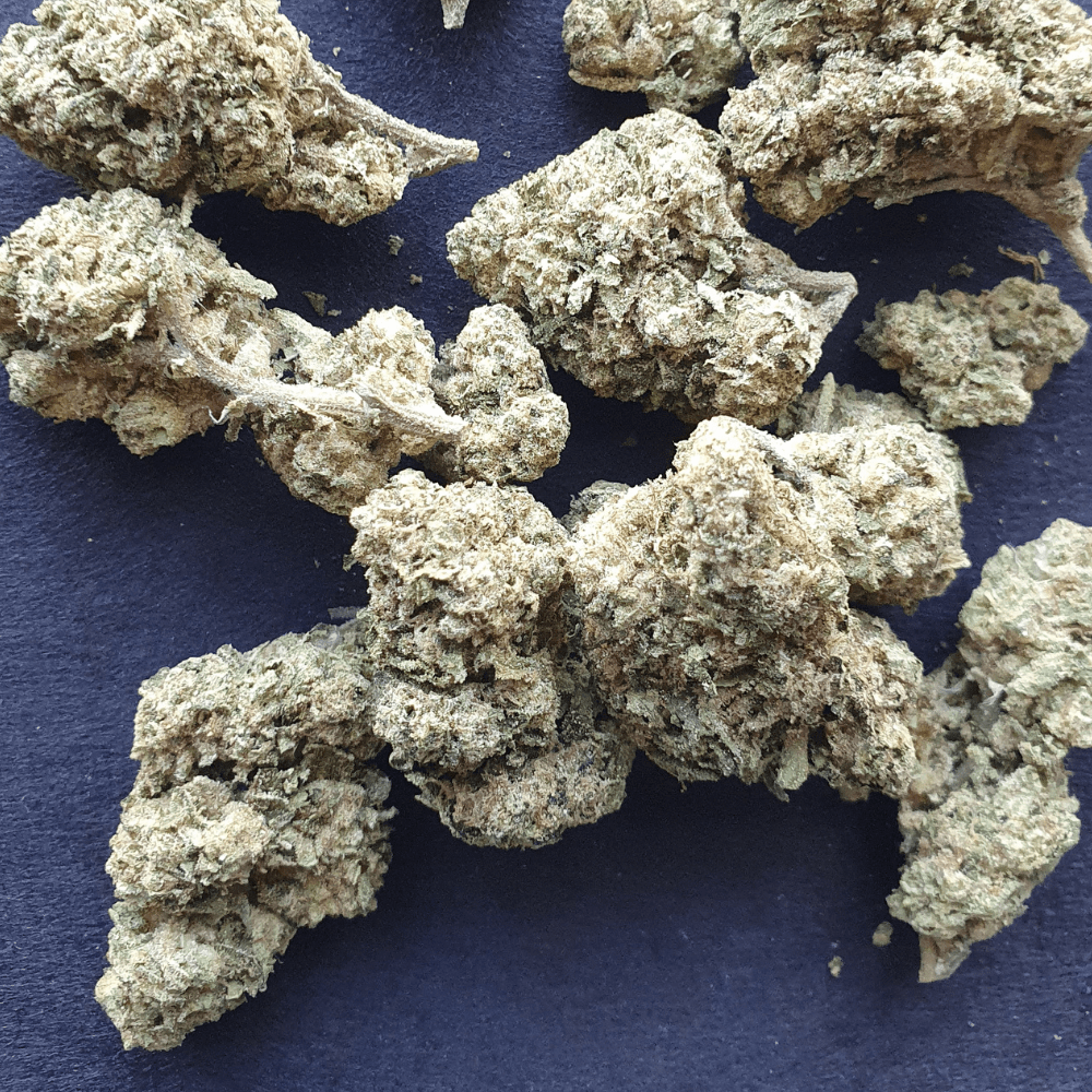 Jealousy x Banana Cream Cake THCa Hemp Flower Barn Burner Hemp Co.