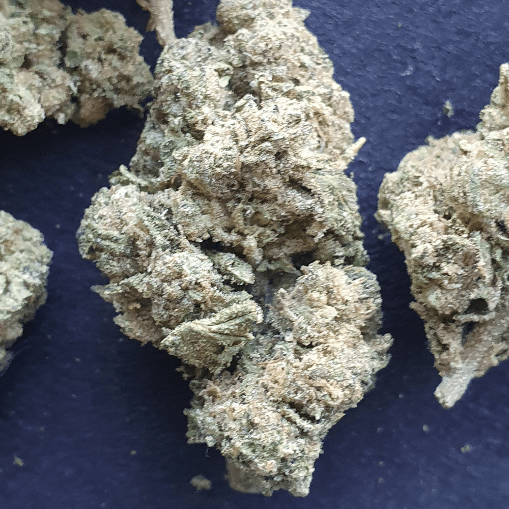 Jealousy x Banana Cream Cake THCa Hemp Flower Barn Burner Hemp Co.